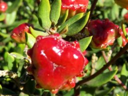 Phylica oleifolia glossy fruit