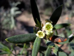 Phylica oleifolia flowers