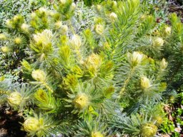 Phylica pubescens