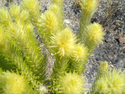 Phylica pubescens soft tips