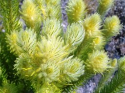 Phylica pubescens leaves