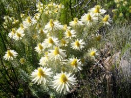 Phylica pubescens in flower