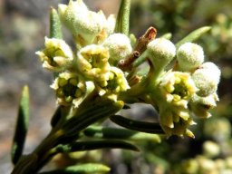 Phylica rigidifolia buds and open flowers