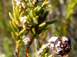Phylica rigidifolia ripe fruit bursting