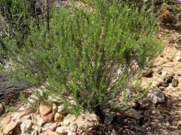 Phylica rigidifolia