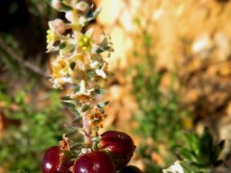 Phylica villosa fruit