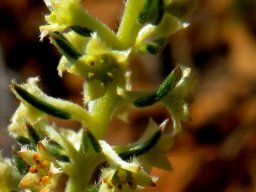Phylica villosa raceme