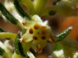 Phylica villosa, a hairy affair 