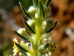 Phylica villosa above the flowers