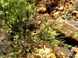 Phylica villosa
