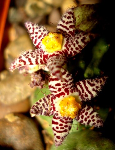 Piaranthus comptus