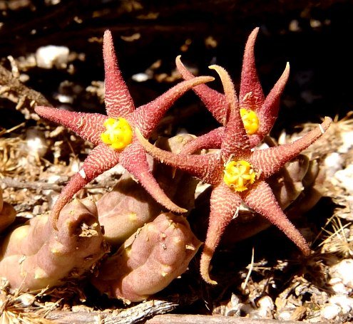 Piaranthus geminatus subsp. geminatus red flowers