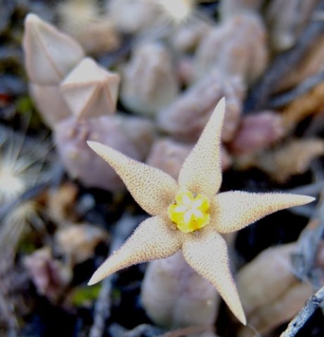 Piaranthus geminatus subsp. geminatus cream flower