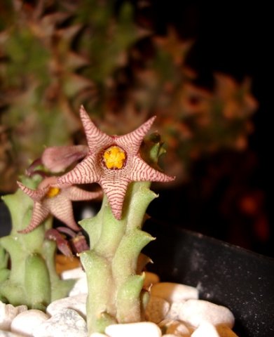 Piaranthus punctatus var. framesii