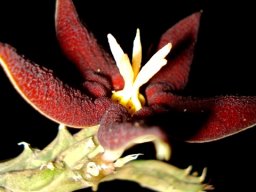 Piaranthus