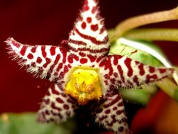 Piaranthus comptus flower
