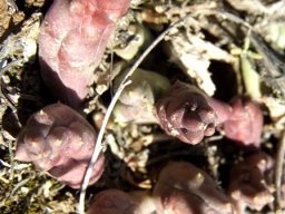 Piaranthus geminatus subsp. geminatus