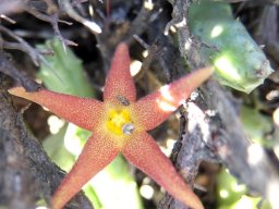 Piaranthus geminatus subsp. geminatus flower