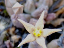 Piaranthus geminatus subsp. geminatus cream flower