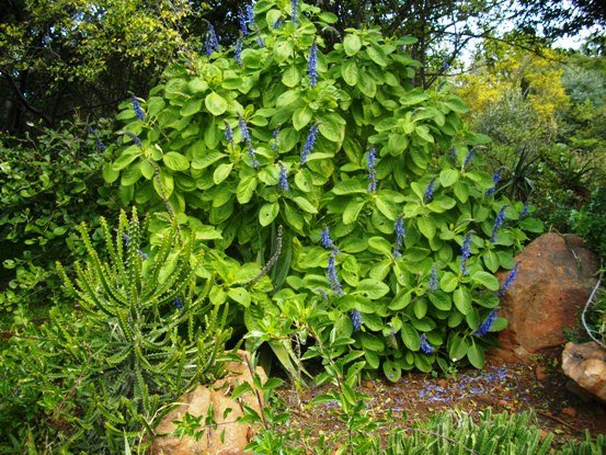 Plectranthus comosus