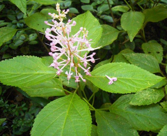 Plectranthus ecklonii pink flower