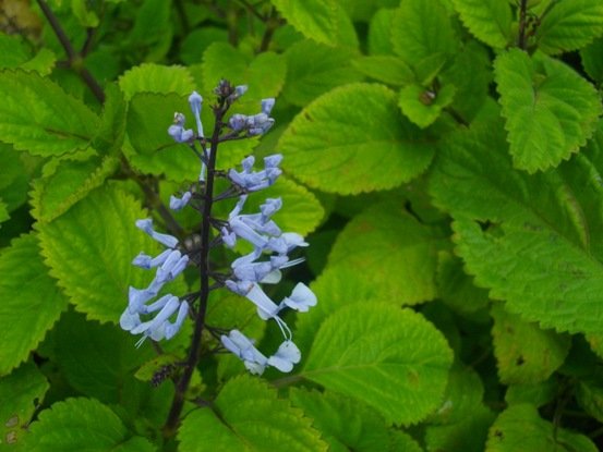 Plectranthus fruticosus