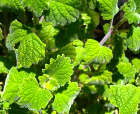 Plectranthus hadiensis