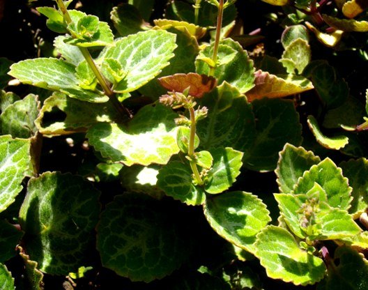 Plectranthus oertendahlii