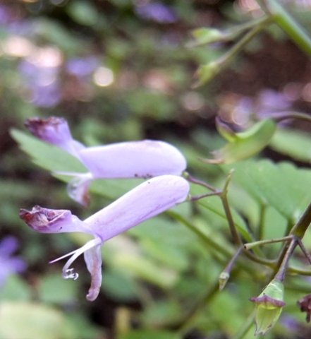 Plectranthus saccatus flowers