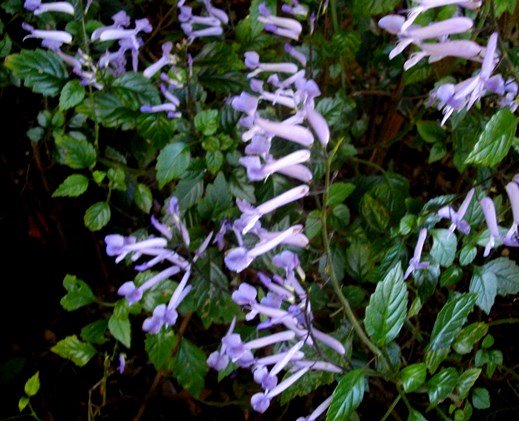 Plectranthus saccatus var. longitubus