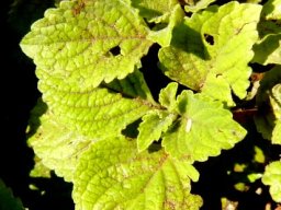 Plectranthus ambiguus