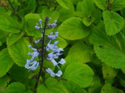 Plectranthus fruticosus