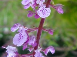 Plectranthus fruticosus flowers