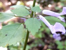 Plectranthus saccatus leaves