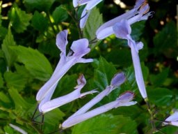 Plectranthus saccatus var. longitubus flowers