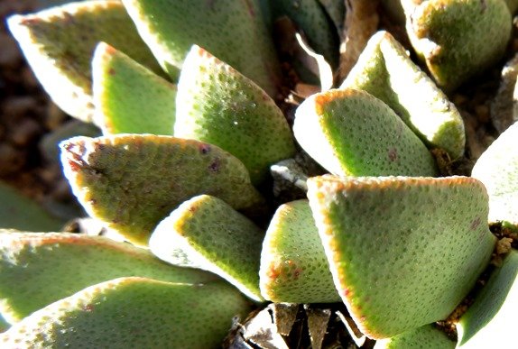 Pleiospilos bolusii leaves