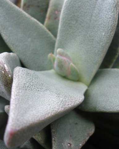 Pleiospilos compactus