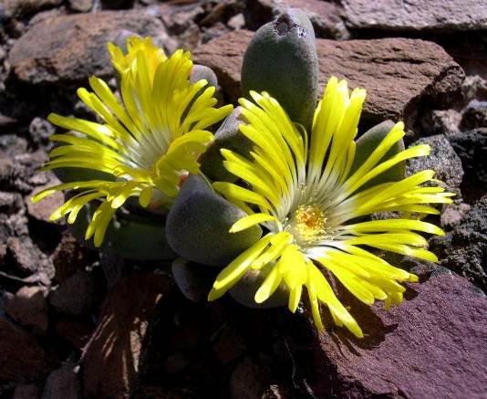 Pleiospilos compactus subsp. canus flowers