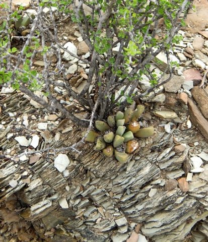 Pleiospilos compactus subsp. canus using protective services