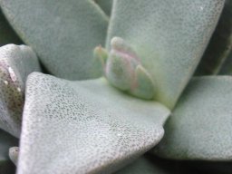 Pleiospilos compactus