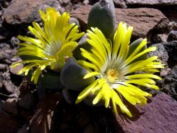 Pleiospilos compactus subsp. canus flowers