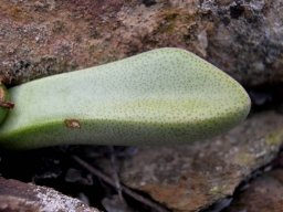 Pleiospilos compactus subsp. canus leaf