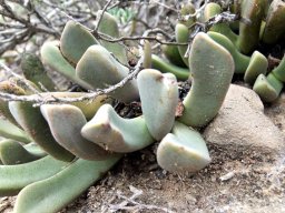 Pleiospilos