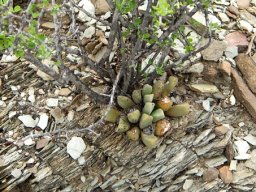 Pleiospilos compactus subsp. canus using protective services