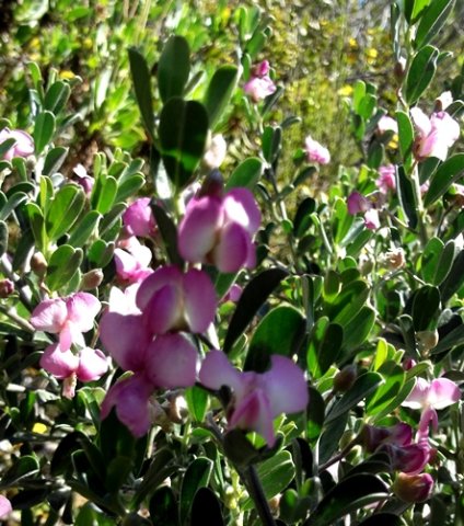 Podalyria myrtillifolia September flowers