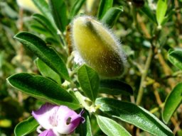 Podalyria calyptrata, the legume bearing legumes