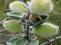 Podalyria hirsuta pods