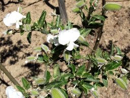 Podalyria bearing white flowers