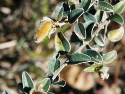 Podalyria myrtillifolia bearing hairy fruit