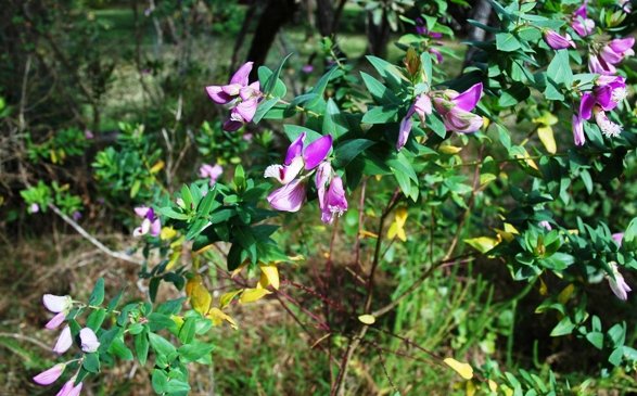 Polygala fruticosa in Natures Valley